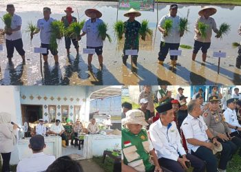 Pemkab Maros Dorong Swasembada Pangan Melalui Tanam Padi Serempak Musim Tanam II 2026