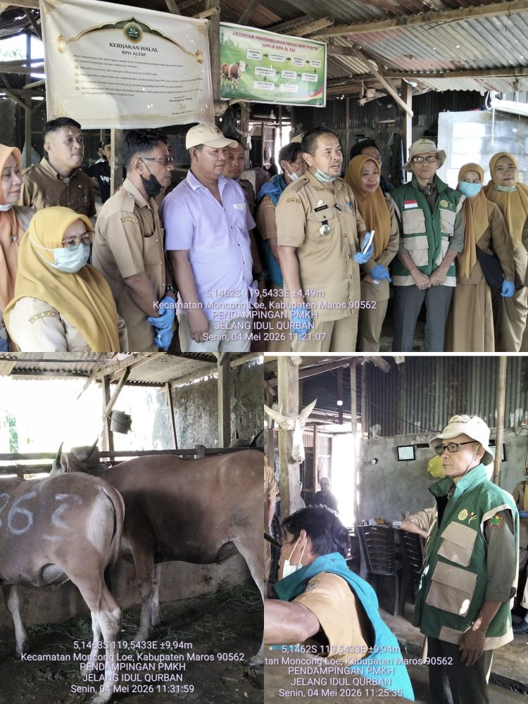 Pemkab Maros Intensifkan Pemeriksaan Hewan Kurban Jelang Idul Adha 1447 H